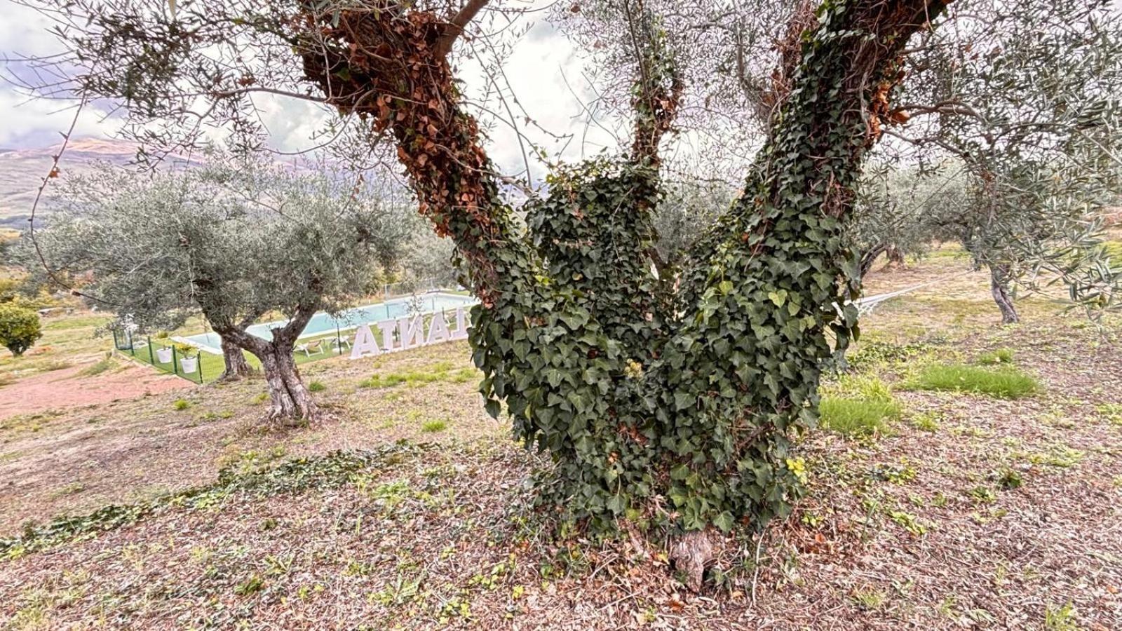Casa Rural Atalanta De La Vera Jaraiz de la Vera Eksteriør bilde